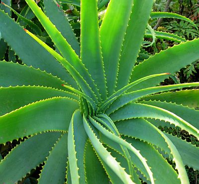 THE VIRTUES OF ALOE VERA AND REVENUE OF BEAUTY